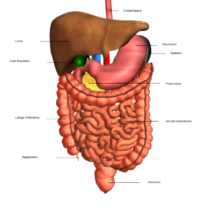 digestive system with Labelling