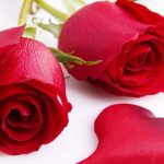 گلاب کا پھول مختلف بیماریوں میں فائدہ دیتا ہے