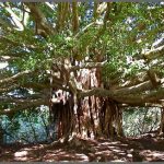 Banyan Tree Benefits- درخت برگد کے فوا ئد بوہڑ کادرخت