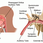 nose & ear & throat problem for herbal treatment*ناک کان اور گلے کا مکمل علاج