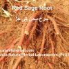 Red-Sage-Root