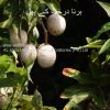 crataeva_nurvala_fruit-al-shifa