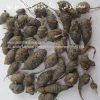 Nagr Mutha, Nut Grass-AL shifa Natural Herbal Laboratories (Pvt) Ltd