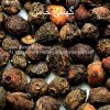 jaman-jamun-seeds-AL shifa Natural Herbal Laboratories (Pvt) Ltd