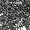 onion-seeds_AL shifa Natural Herbal Laboratories (Pvt) Ltd
