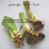 Orris Root-al shifa-natural-herbal.9