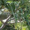 kewra tree-AL shifa Natural Herbal Laboratories (Pvt) Ltd