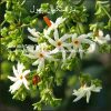 night-flowering-jasmine-AL shifa Natural Herbal Laboratories (Pvt) Ltd