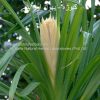 pandanus-AL shifa Natural Herbal Laboratories (Pvt) Ltd