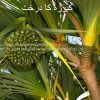 screwpine-fruit-AL shifa Natural Herbal Laboratories (Pvt) Ltd