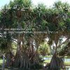 screwpine tree-AL shifa Natural Herbal Laboratories (Pvt) Ltd