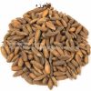 Pine-Nuts-AL shifa Natural Herbal Laboratories