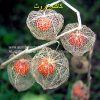 japanese-lantern-AL shifa Natural Herbal Laboratories (Pvt) Ltd
