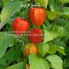 kakanj-AL shifa Natural Herbal Laboratories (Pvt) Ltd