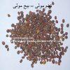 beej muli-Radish-Seeds-AL shifa Natural Herbal Laboratories (Pvt) Ltd